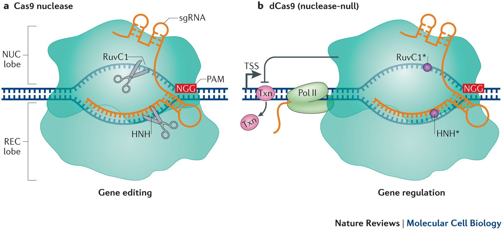 Aplicações da Cas9
