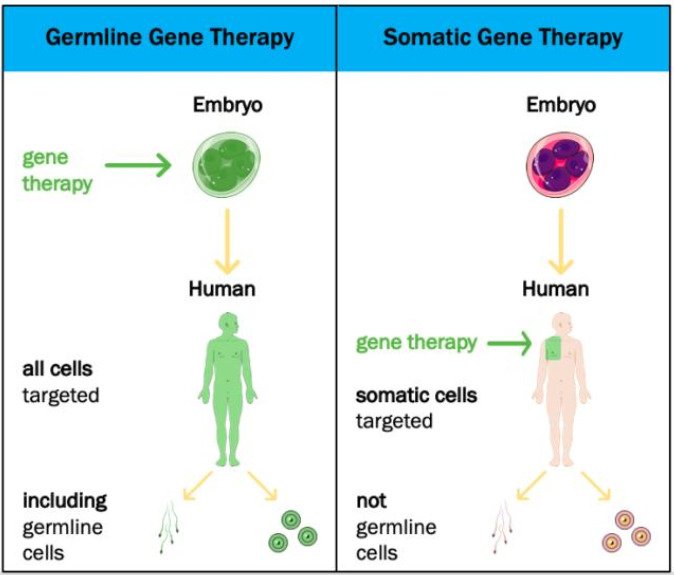 Desafios bioéticos da edição genética germinal